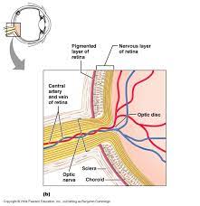 Check spelling or type a new query. Ch 15 Retina
