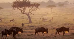 Did You Know 15 Fun Facts About Kenya And One Bonus Tip Facts About Kenya Kenya Fun Facts