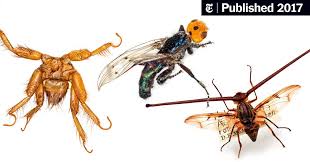 To operate an aircraft or spacecraft. Trillions Of Flies Can T All Be Bad The New York Times