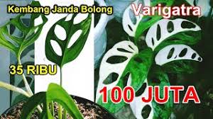 Kembang Janda Bolong Varigata Harganya Sampai 100 Juta Youtube
