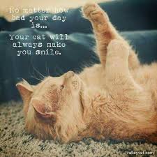 Absolutely Cats R The Most Adorable Animal In D World Love Myy Cats Cats Cat Quotes Cute Animals