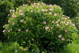 Image result for Hibiscus mutatus