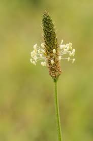Image result for Plantaginaceae