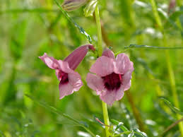 Image result for Sesamum triphyllum