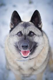 Image result for norský losí pes šedý