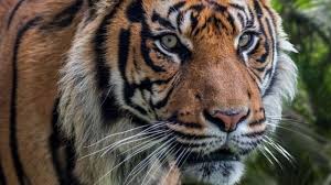 Wisata ternak kandang macan, lokasi wisata di jl. Harimau Sumatera Alih Fungsi Hutan Dorong Harimau Turun Ke Permukiman Bbc News Indonesia