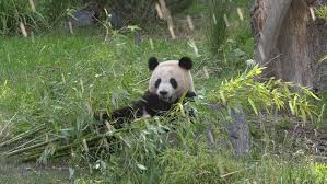 We have two primary branches of panda: Ksxy3tzco6vpnm