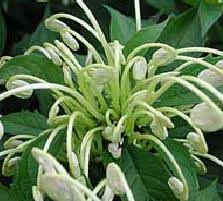 Image result for Clerodendrum incisum