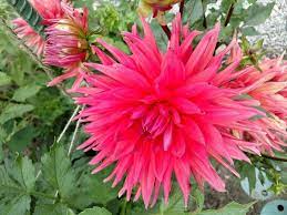 Maybe you would like to learn more about one of these? Photo Of The Bloom Of Dahlia Wyn S King Salmon Posted By Treeclimber Garden Org