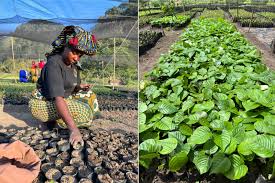 Image result for Millettia