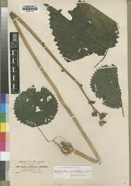 Image result for Girardinia bullosa