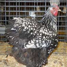 Buy Silver Laced Cochin Chicken Online 