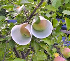 How to keep squirrels away from your bulbs this past fall, i ordered a bulb mix that included tulips from a local landscape designer, candy venning of venni gardens. Fuji Apple Tree With Cups For Squirrels Jennifer Rizzo