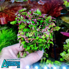 Image result for Rotala tenella