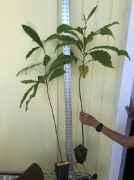 Image result for Pouteria altissima