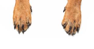 Dogs Without Dewclaws Extreme Electric Dog Fence 2021 Diy Kits