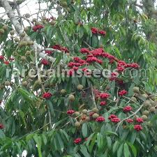 Image result for Scleria globonux