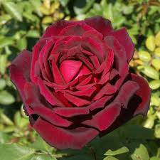 Pin On For The Home Outdoors Plants