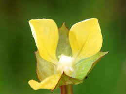 Image result for Ludwigia erecta