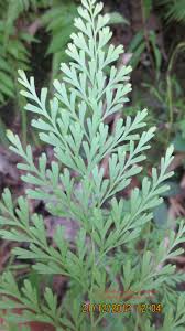 Image result for Odontosoria africana