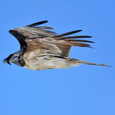 Die altvögel hingegen sind einheitlich braun, im nacken jedoch auffallend goldgelb, weshalb er im volksmund auch „goldadler genannt wird. Observe Foundation For The Bearded Vulture