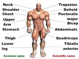 They are also referred to as the sits muscle, with reference to the first letter of their names ( supraspinatus , infraspinatus , teres minor , and subscapularis , respectively). Anterior Muscles