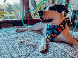 Looking for stores to shop around you? The Rocky Pet Home Facebook