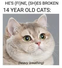 He S Fine Broken 14 Year Old Cats Heavy Breathing Memes Video Gifs Hes Memes Fine Memes Shes Memes Broken Memes Cats Memes Omg Memes Haha Memes Funny Memes Food
