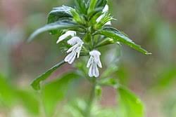 Image result for Acrotome hispida