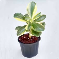 Jade plant flowers for sale. Buy Variegated Jade Plant Crassula Ovata Succulent Plant Online From Nurserylive At Lowest Price