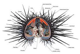 They can live in salt water temperatures from 72 to 86 degrees though. Sea Urchin Wikipedia