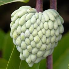 Image result for Annona cherimola