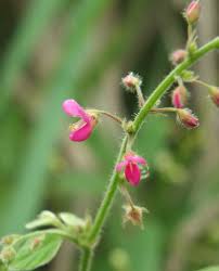 Image result for Pseudarthria