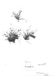 Image result for Rhynchospora brevirostris