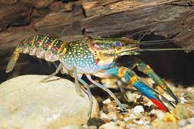 Keeping Freshwater Aquarium Crayfish The Complete Guide