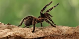 Maybe you would like to learn more about one of these? Thousands Of Tarantulas Are Making Annual Migration In Colorado