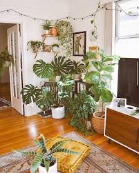 Recommended plants and care tips: Monstera Adansonii Houseplant Care Guide That Planty Life In 2020 Living Room Plants Plant Decor Indoor Plant Decor