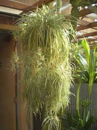 Spider Plants Are Easy Care And Do Well In Low Light Conditions Mentioned In Nasa S Clean Air Study 1989 H Plantas Verdes Plantas En Maceta Plantas En Agua