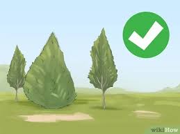 If your finches aren't eating, then try sticking a few thistle or dandelion into the holes in the feeder. How To Attract Yellow Finches With Pictures Wikihow