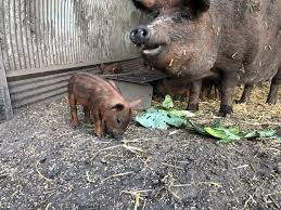 Little Curly Pig Farm Minnesota Grown