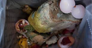 Check spelling or type a new query. My Dog Ate Moldy Bread From The Garbage What Should I Do Petcoach