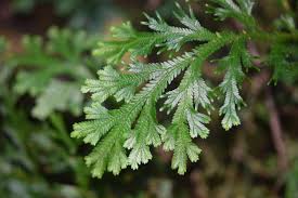 Image result for Selaginella mittenii