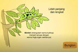 5 Ciri Khusus Hewan Dan Habitatnya Jawaban Soal Tvri 19 Agustus 2020