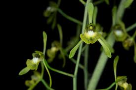 Image result for Eulophia calantha
