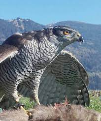 habicht hawk bei flugschau in der adlerarena burg landskron nahe villach in karnten osterreich adler karnten urlaub villach
