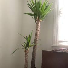 Image result for yucca gigantea en casa