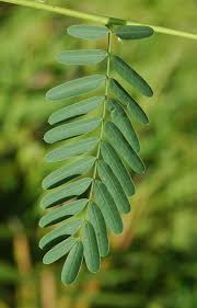 Image result for Sesbania brevipedunculata