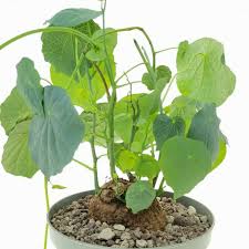 Image result for Stephania cyanantha