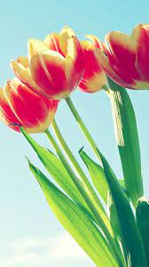 Tulip Bunch Macro Iphone 6 Wallpaper Download Iphone Wallpapers Ipad Wallpapers One Stop Do Fruit Wallpaper Photography Fruit Wallpaper Smartphone Wallpaper