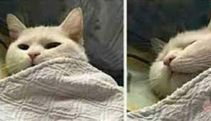 Es el medio de locomoción más rápido y cómodo. Asi Fueron Los Memes Que Dejo El Temblor 5 5 De La Noche T13